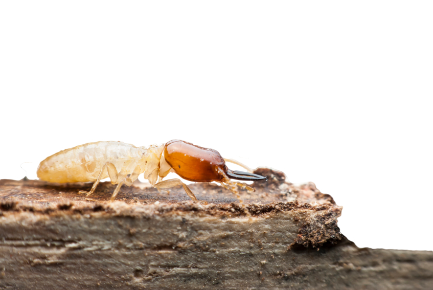 eliminate the termite colony