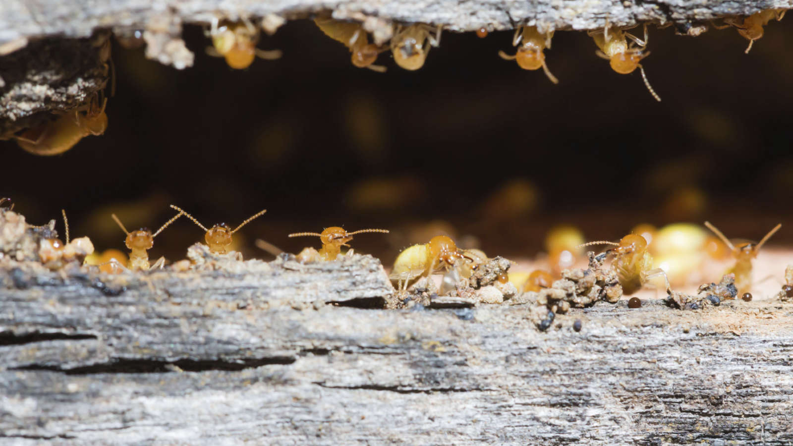 make sure you know how to keep termites away from your home