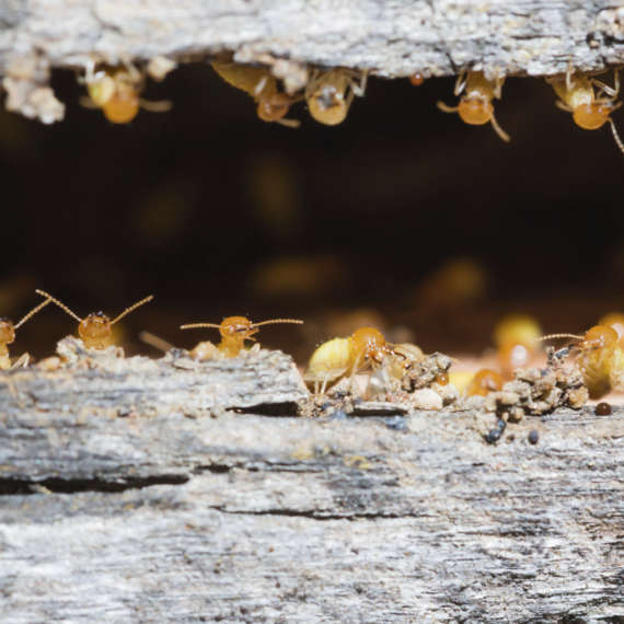 make sure you know how to keep termites away from your home