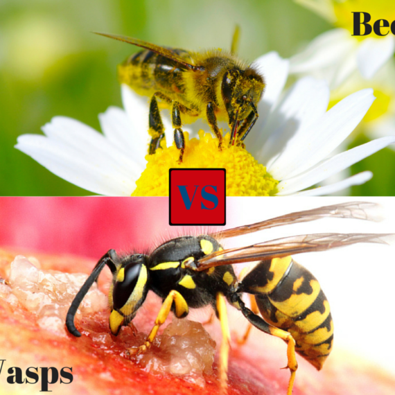 bees and wasps