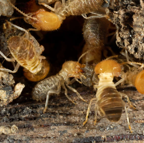 termite damage can be catastrophic