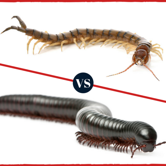 centipede | millipede | pest control