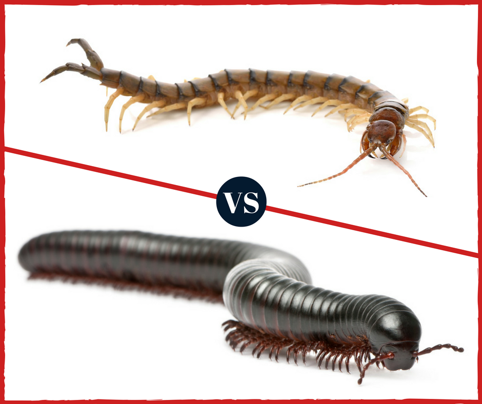 centipede | millipede | pest control