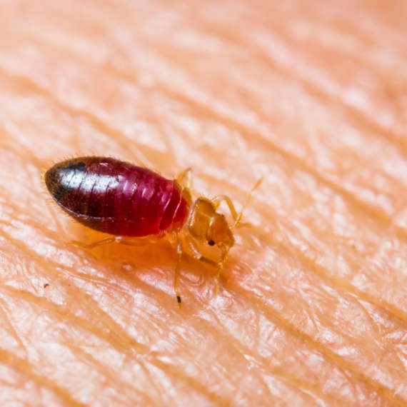 bed bug | pest control | long island | nyc