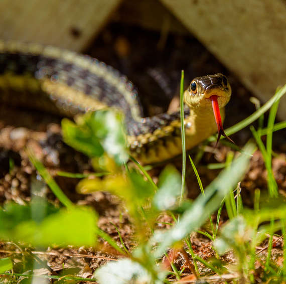 snake | pest control | long island