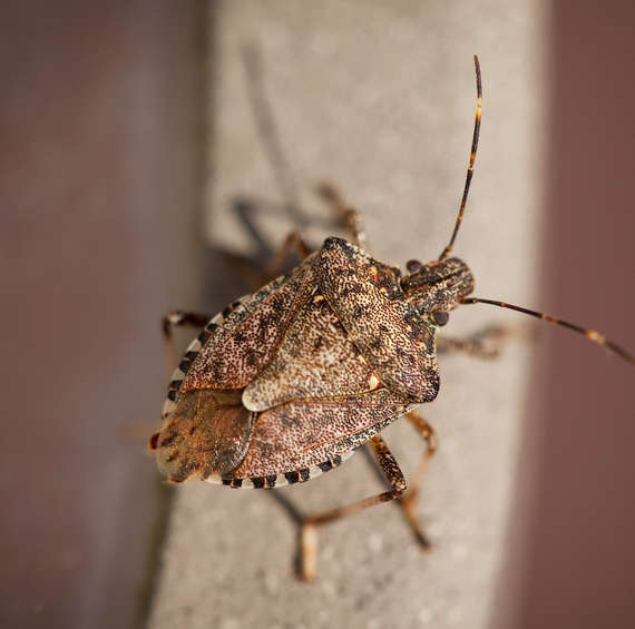 stink bugs | pest control