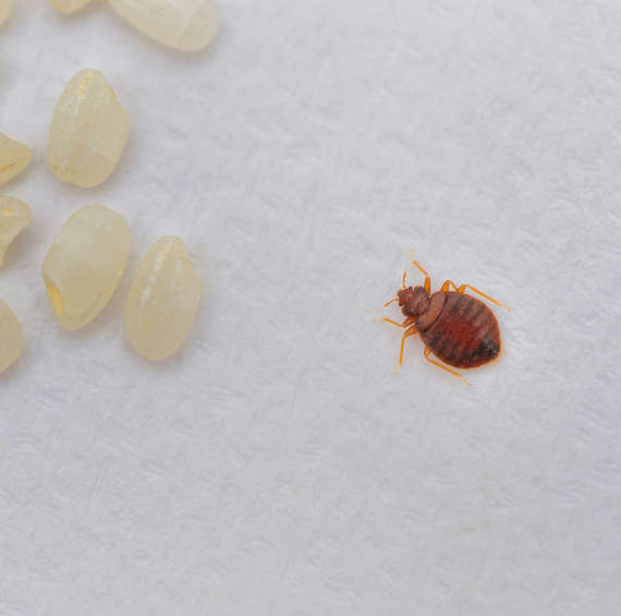 bed bug infestation | pest control