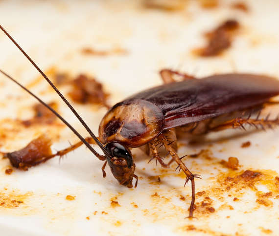 cockroach infestation | pest control
