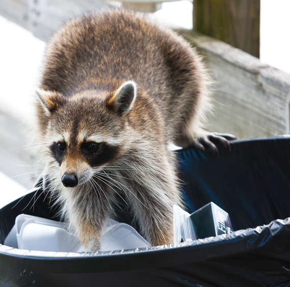 raccoon pest | pest control