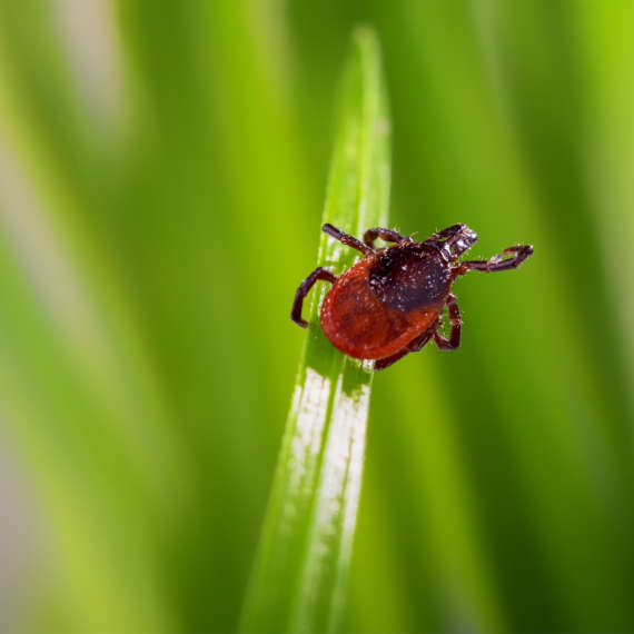 pest control in long island