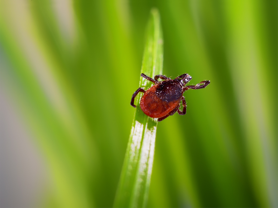 pest control in long island