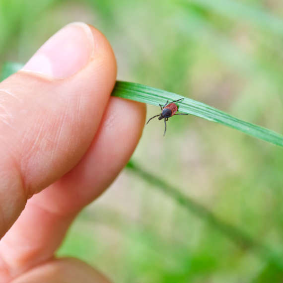 tick infestations on long island