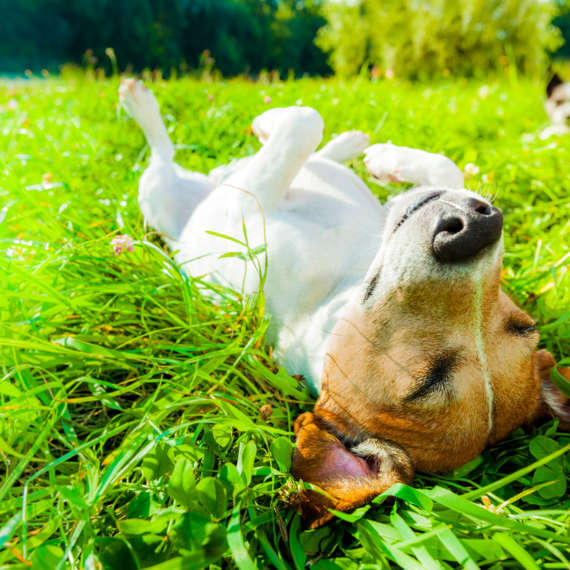 dog tick inspection