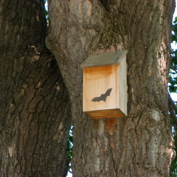 bat house to repel mosquitoes