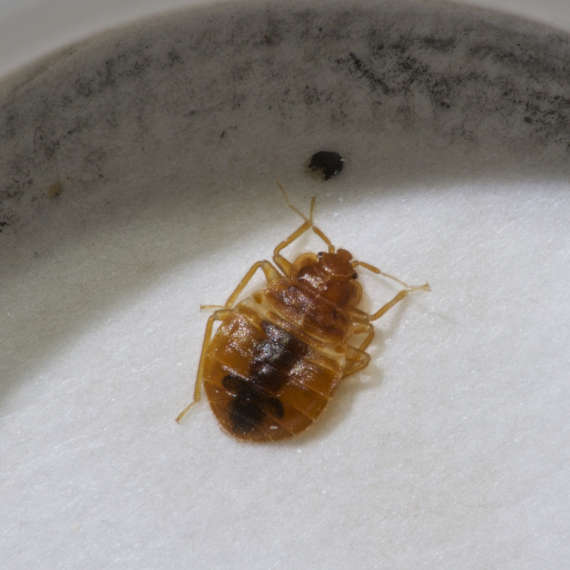 bed bug infestations