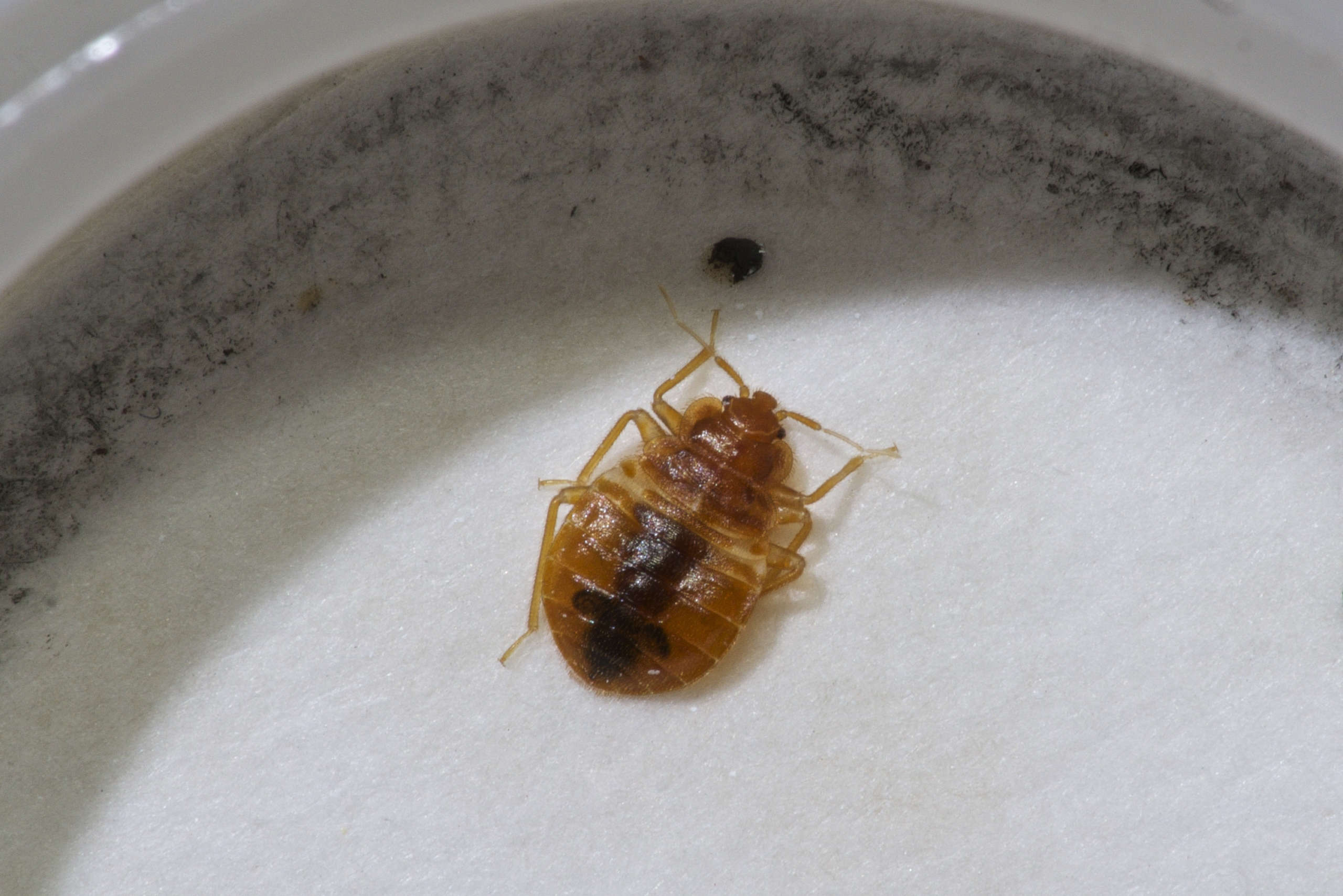 bed bug infestations