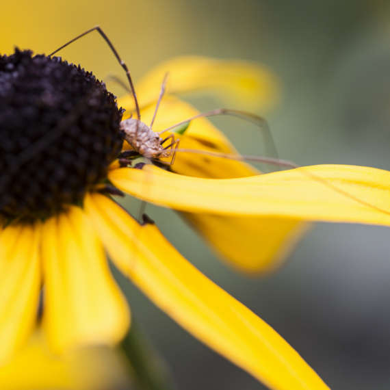 spider infestations