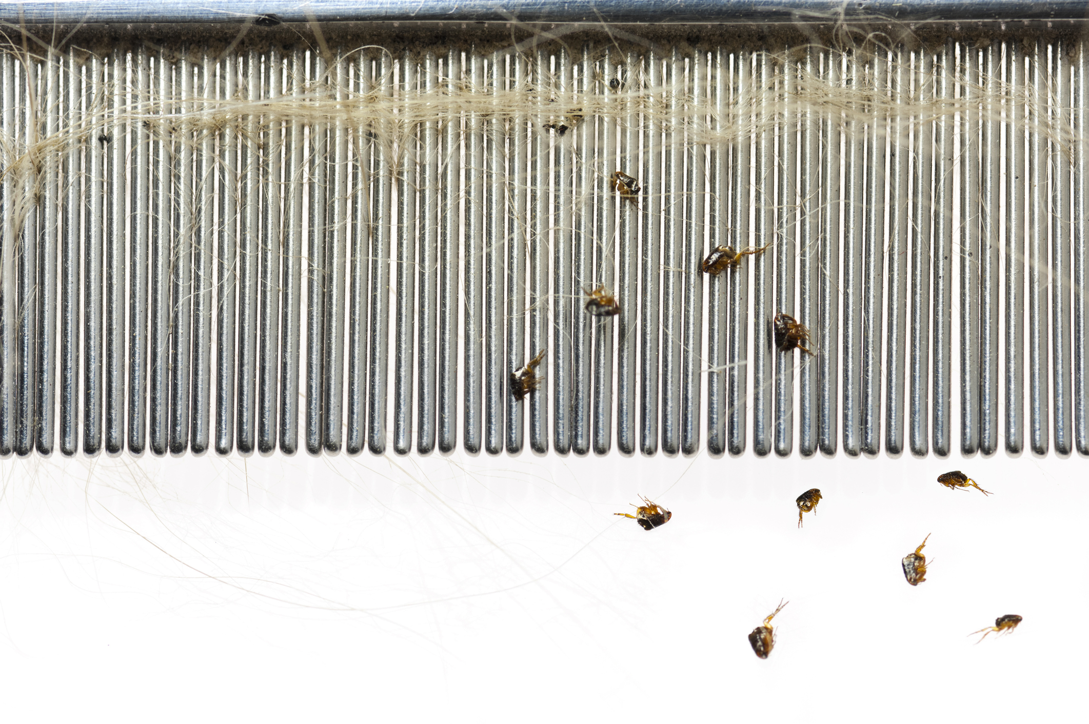 flea infestation | pest control