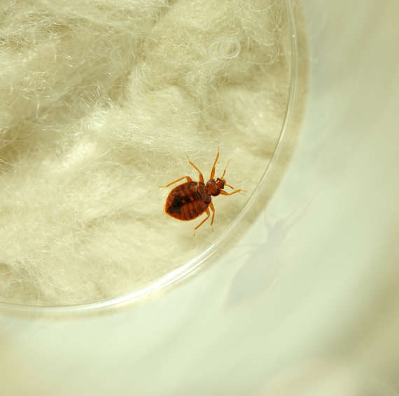 bed bug removal