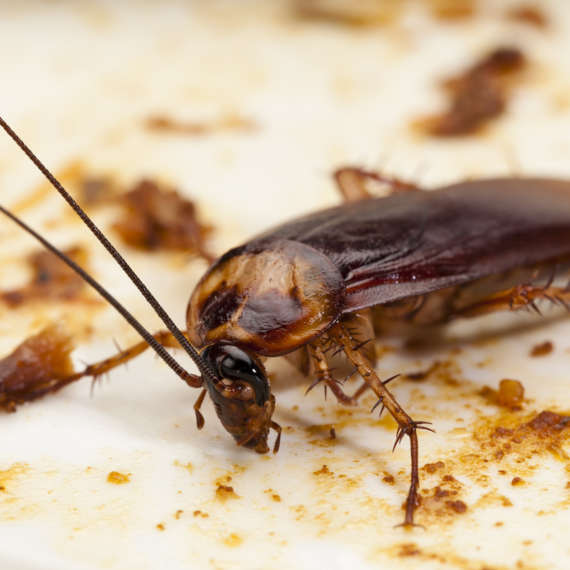 cockroaches can spread bacteria and germs that will cause disease