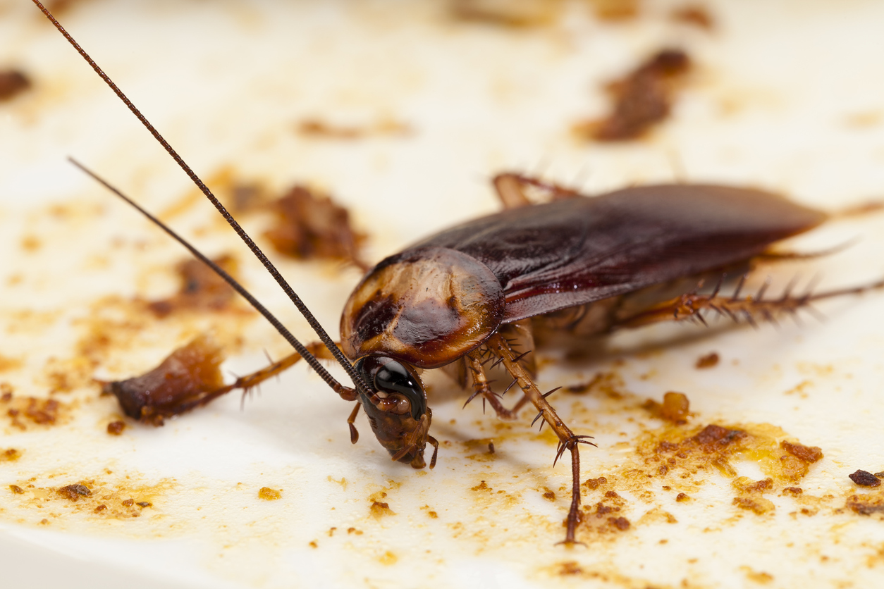 cockroaches can spread bacteria and germs that will cause disease