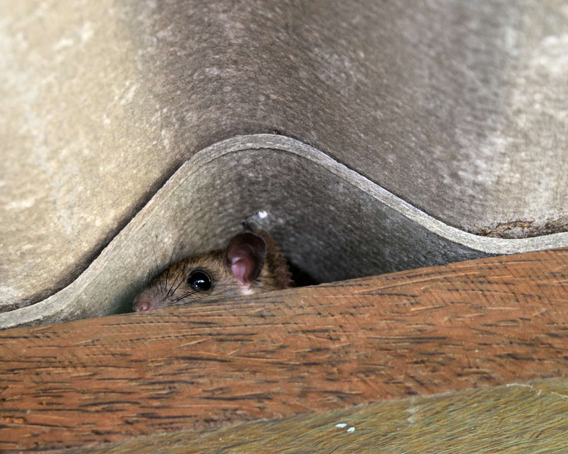mice can hide in areas of your home like heating ducts