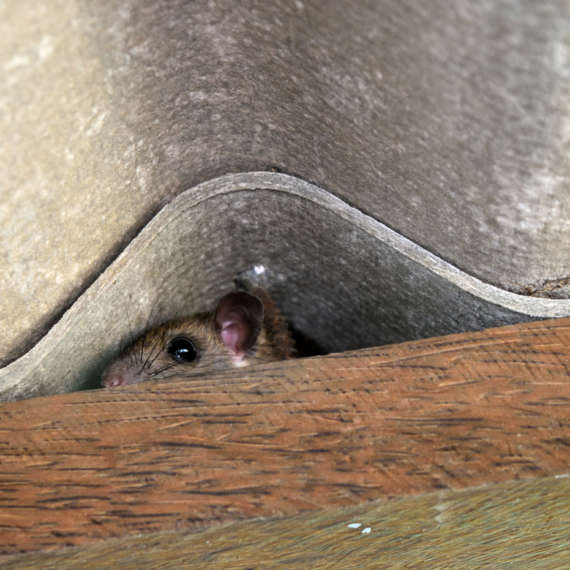 mice can hide in areas of your home like heating ducts