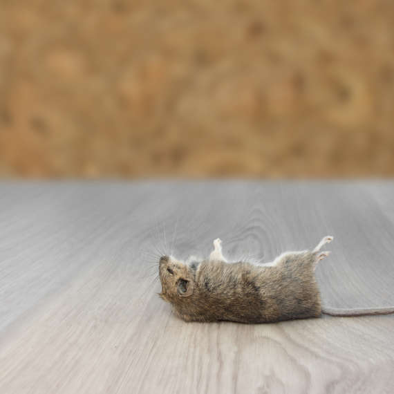 mice enter homes for multiple reasons