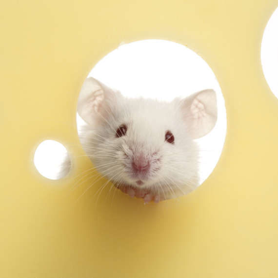 do mice really like cheese. find out the answer