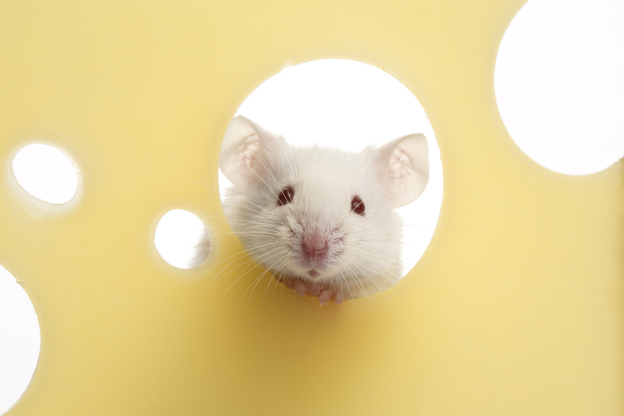 do mice really like cheese. find out the answer