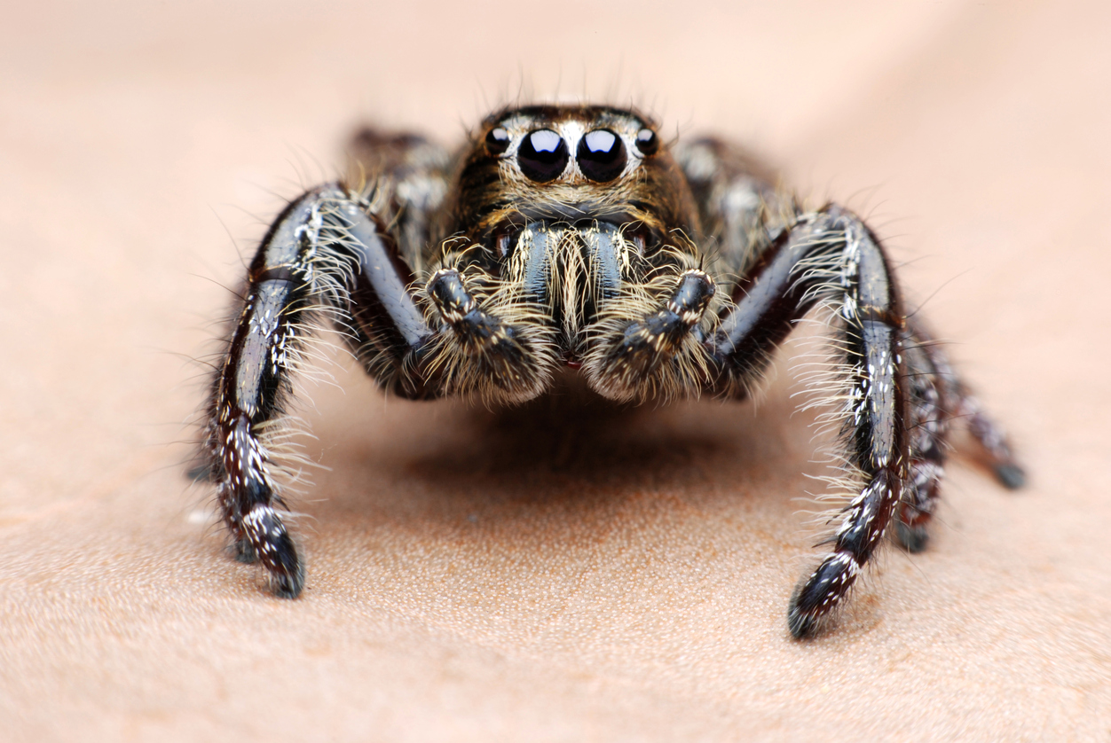is there a reason spiders need so many eyes