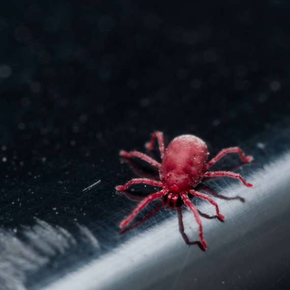 clover mites thrive during the springtime