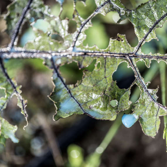 preparing and spraying oils on fruit trees