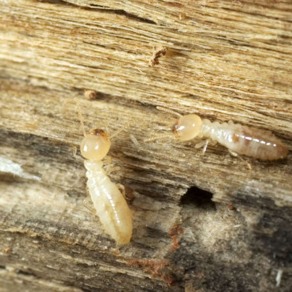 termites eat wood because of what's in their stomach