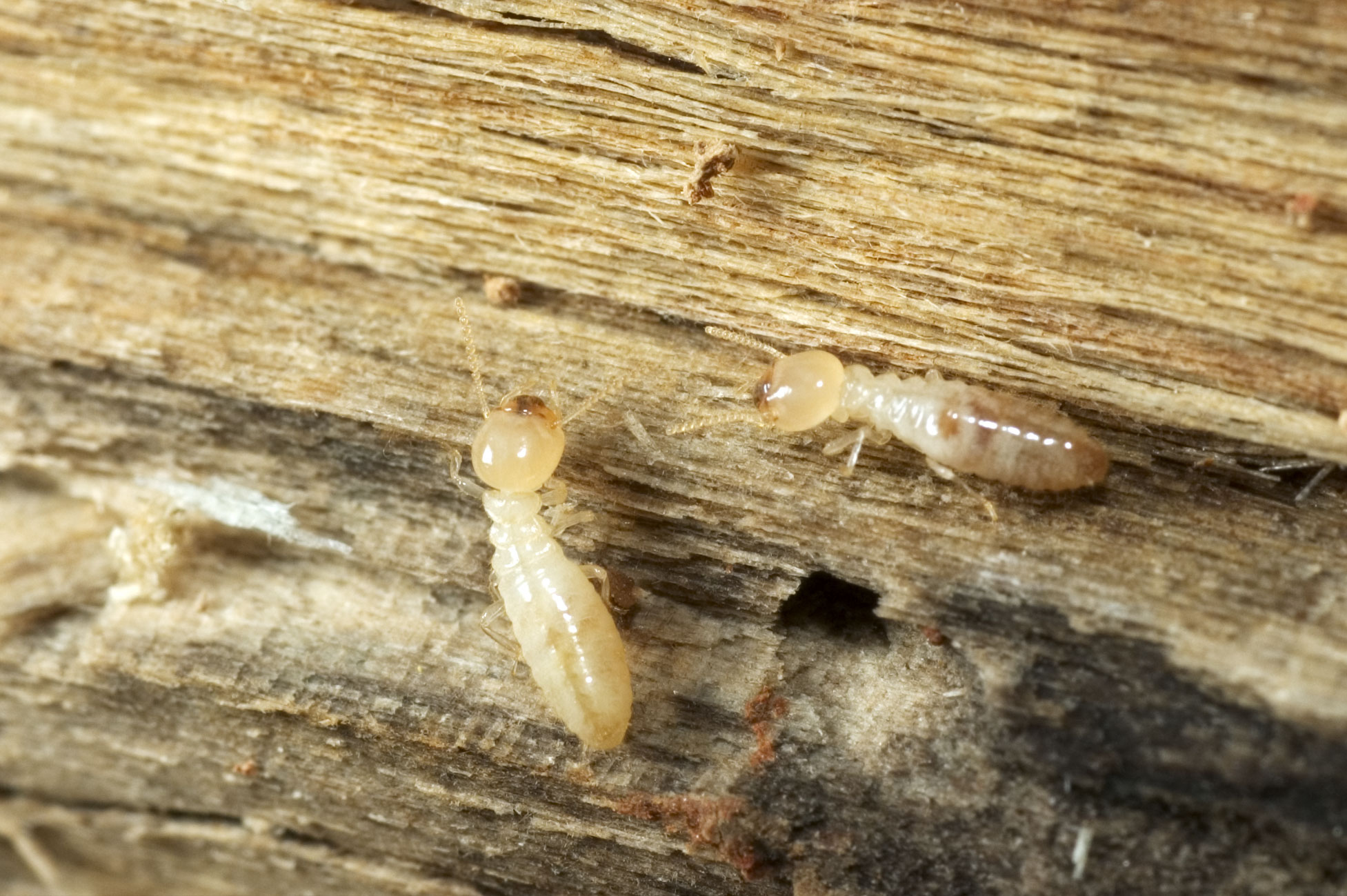 termites eat wood because of what's in their stomach
