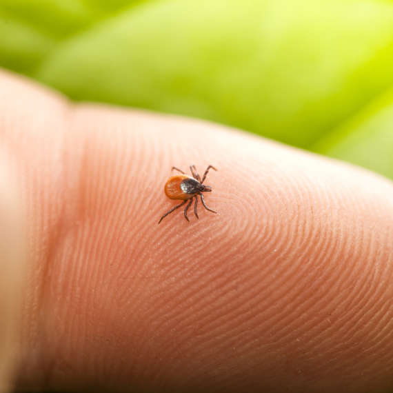 spring pests are making their return to New York