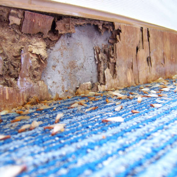 every homeowner should know what a swarm of termites is