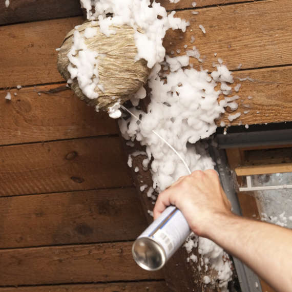 knocking down a wasp nest can cause you to be chased by all of the wasps inside