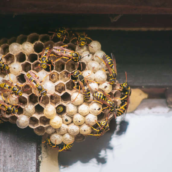 make sure you remove wasp nests before summer begins