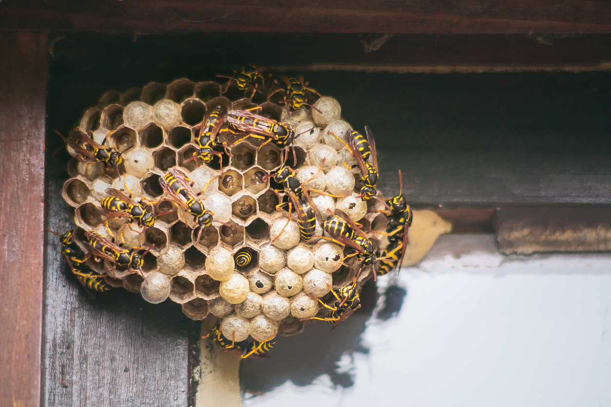 make sure you remove wasp nests before summer begins