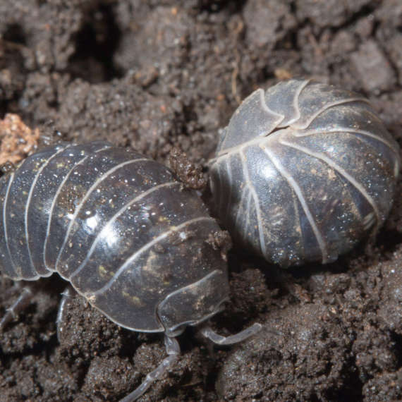 sow bug or pill bug or roly poly