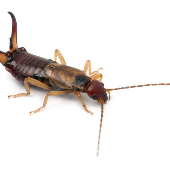 earwig