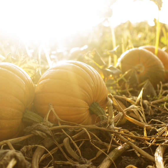 fall garden