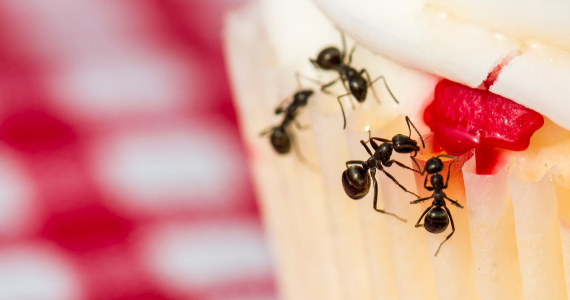 little black ants crawling on a cupcake