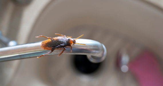 american cockroach crawling on kitchen sink faucet