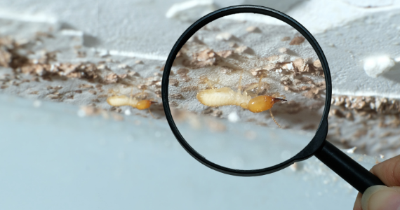 magnifying glass inspecting subterranean termite activity