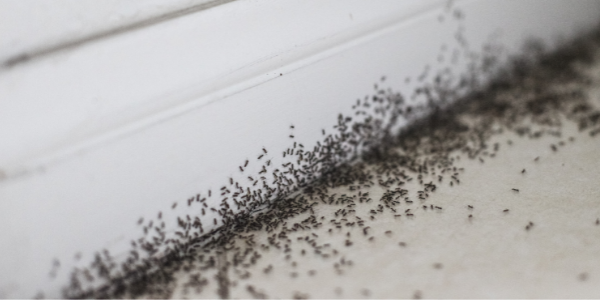 ant infestation along white baseboards