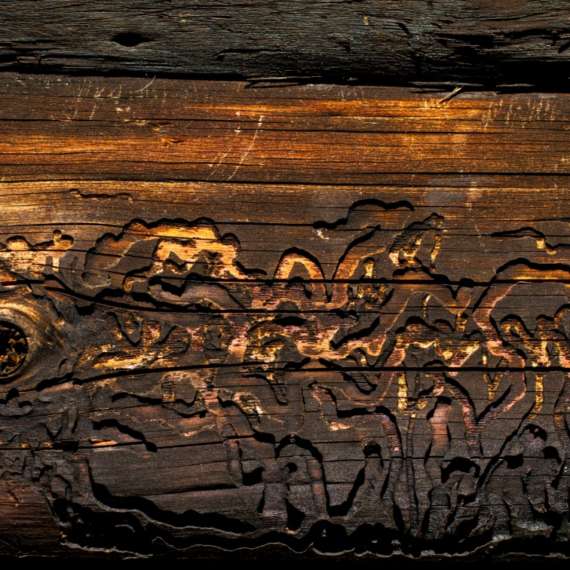 subterranean termite damage on wood