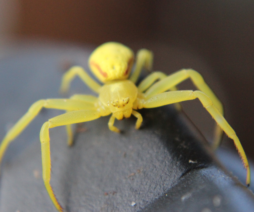 yellow sac spider on dark surfact
