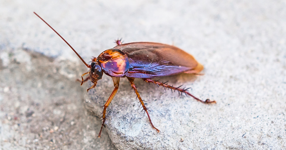 Cockroach on pavement